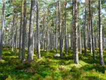 Ухоженный смешанный лес площадью 220 га - rou-ra-a57